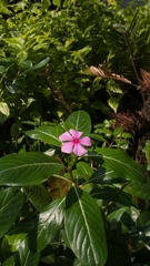 L1100124.jpg