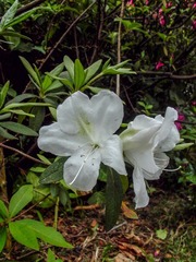 L1010361