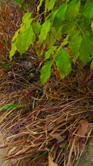 L1180275