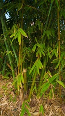 L1180341