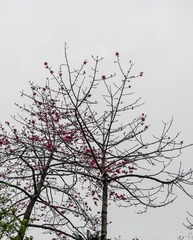 L1180682