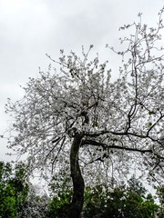 L1180665