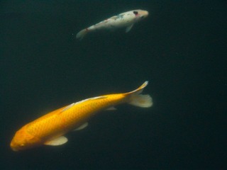 L1020007