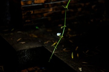 L1005077