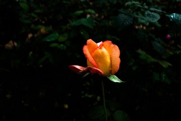 L1180923
