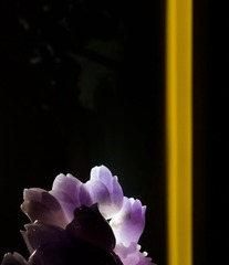 L1110653