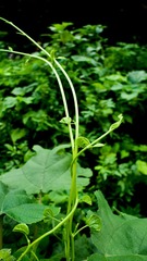 L1190172