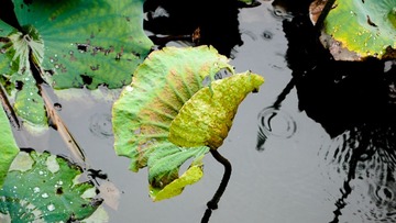 L1110995