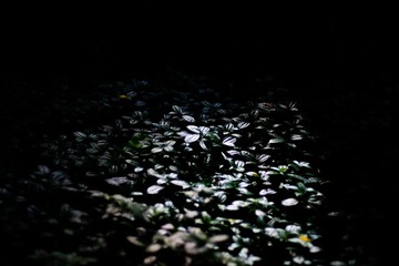 _DSF2674