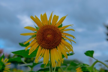 1000613154