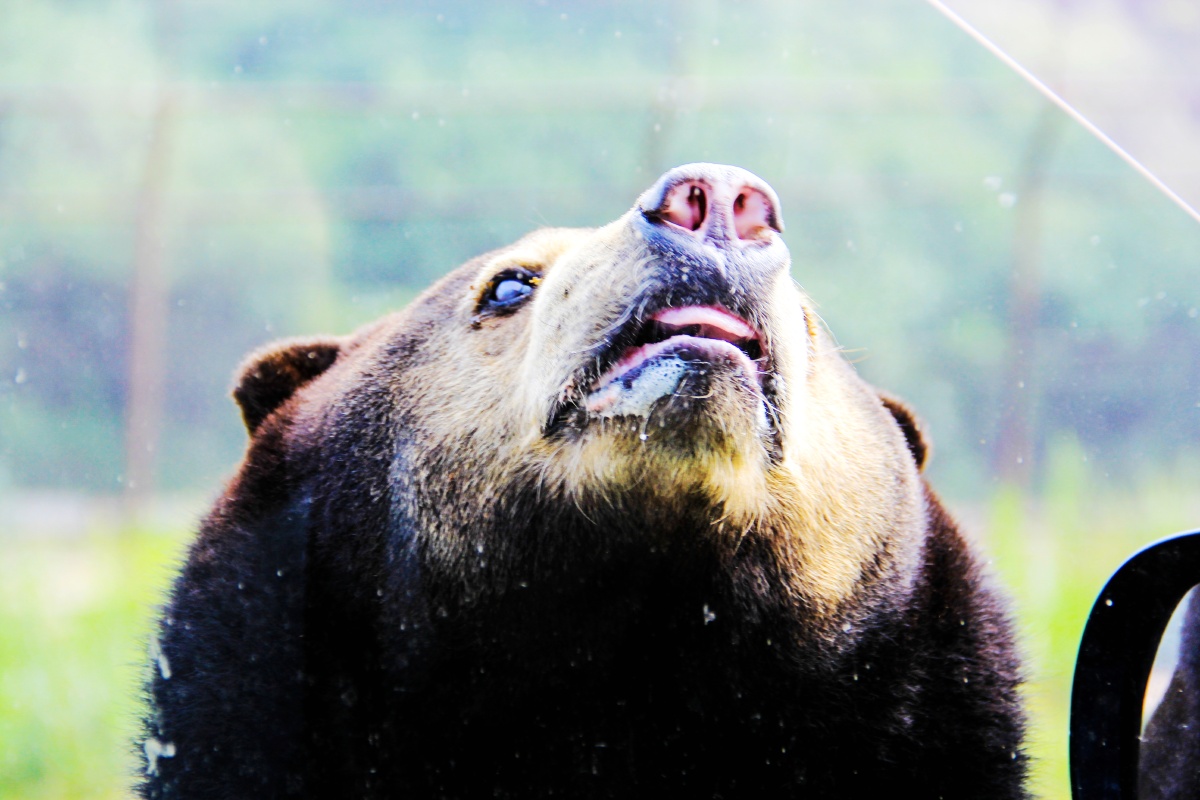 吓我一跳的熊脑袋