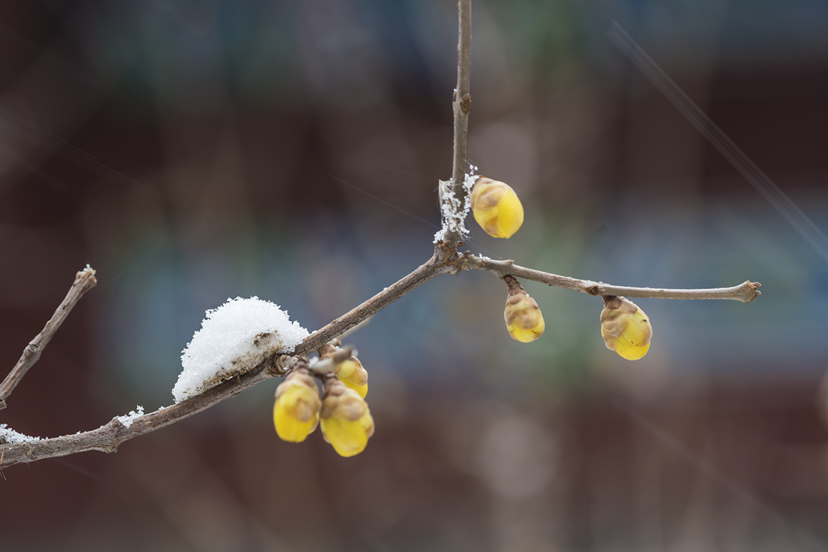蜡梅映雪