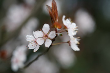 LXF07807