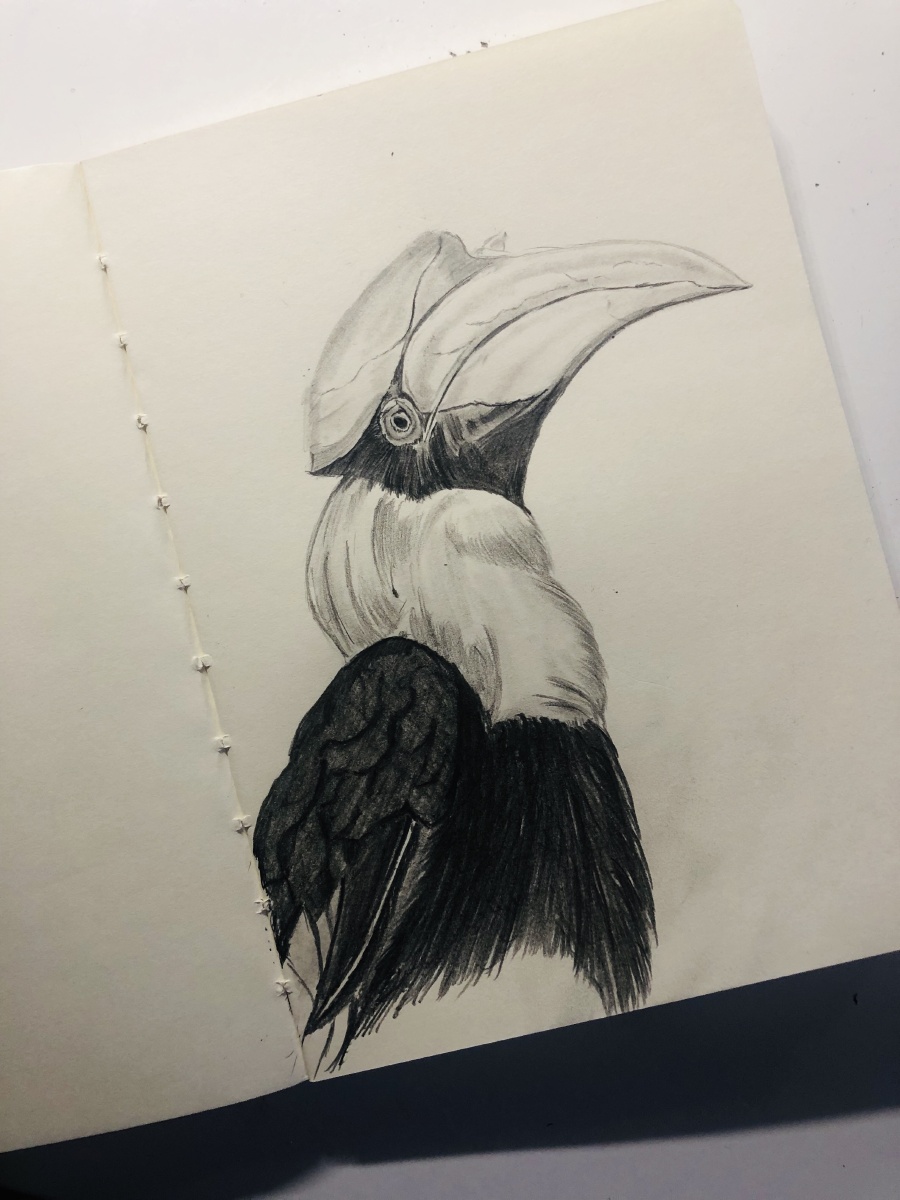 1/118#素描#绘画画画花冠皱盔犀鸟还没有人打赏,快来当第一个打赏的人