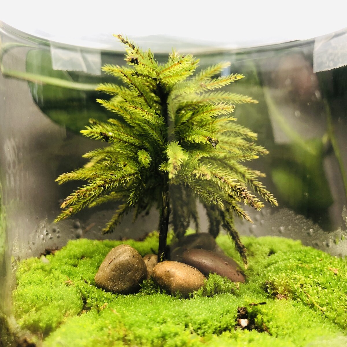 水草缸里油膜怎么处理