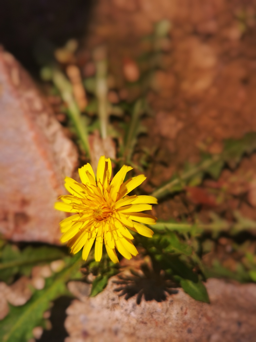 送你一朵小黄花 - 焱鑫guo - 图虫