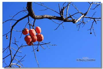 IMG_8973.jpg