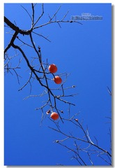 IMG_8976.jpg