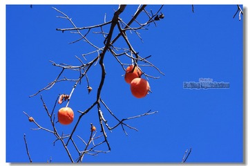 IMG_8974.jpg