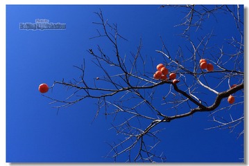 IMG_8977.jpg
