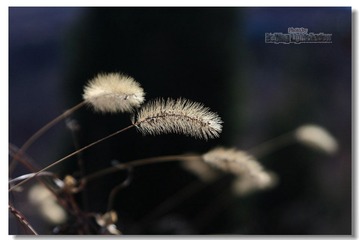 IMG_9007.jpg