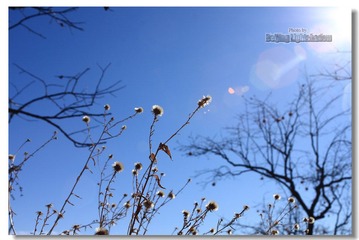 IMG_8981.jpg