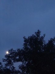 1000038604