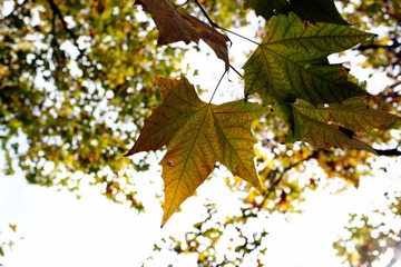 DSC03485.JPG