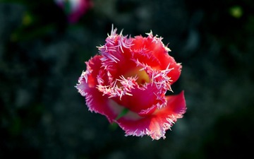 DSC02255.JPG