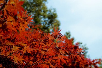 DSC02560.jpg