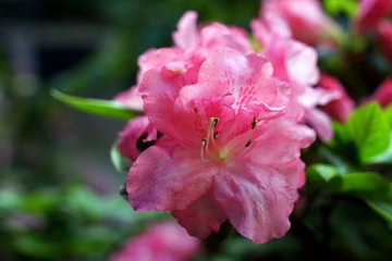 DSC02986.JPG
