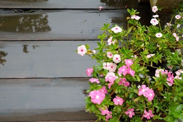 DSCF1620.JPG