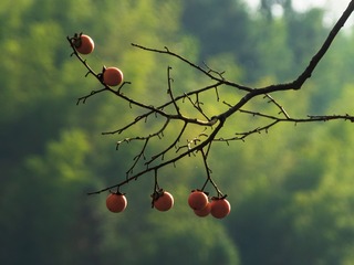 109655