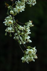 117052