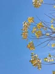 1000028141