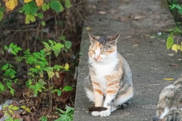 81776