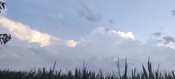 1000056008