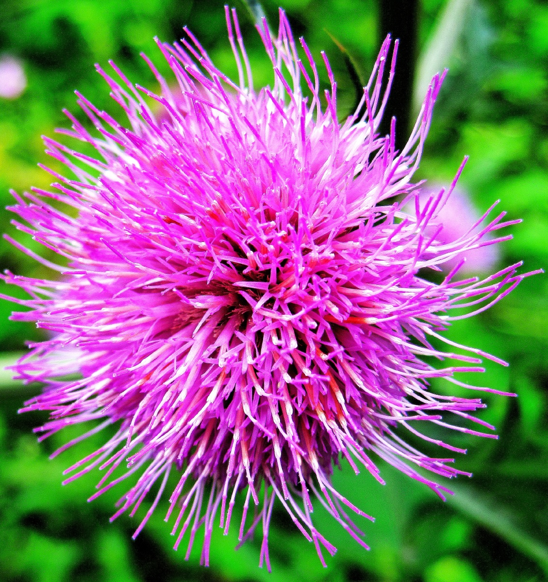 大蓟花 - 森林之猴 - 图虫