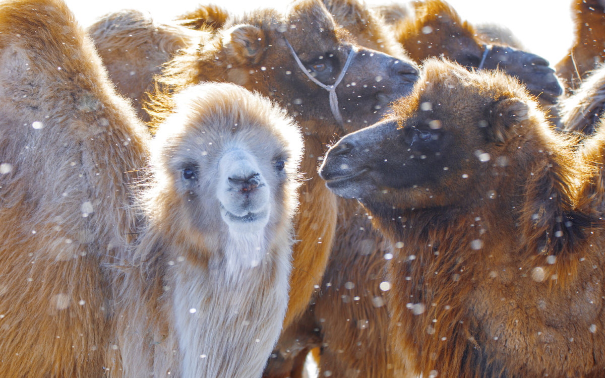 草原驼驼大部分的作用并不是用                    游客