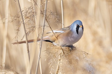 文须雀3（车鸿军 13309369196 镜头：适马150-600mm f5-6.3 DG OS HSM Sports）
