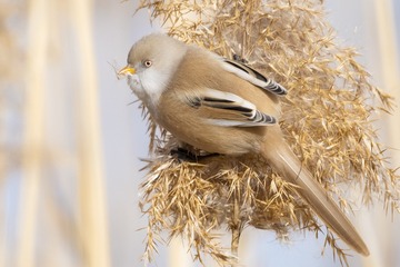 文须雀5（车鸿军 13309369196 镜头：适马150-600mm f5-6.3 DG OS HSM Sports）