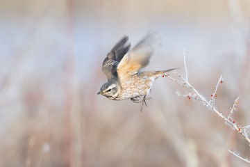 灰背鸫（车鸿军 13309369196 镜头：适马150-600mm f5-6.3 DG OS HSM Sports）