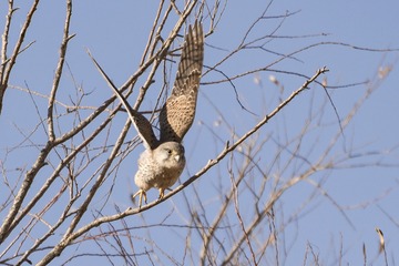 红隼2（车鸿军 13309369196 镜头：适马150-600mm f5-6.3 DG OS HSM Sports）