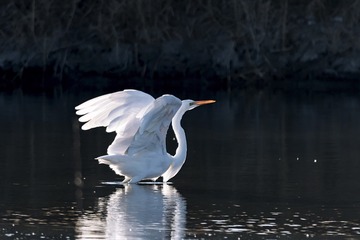 大白鹭2（车鸿军 13309369196 镜头：适马150-600mm f5-6.3 DG OS HSM Sports）