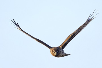 红隼3（车鸿军 13309369196 镜头：适马150-600mm f5-6.3 DG OS HSM Sports）