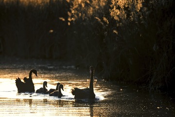 跟爸爸回家（车鸿军 13309369196 镜头：适马150-600mm f5-6.3 DG OS HSM Sports）