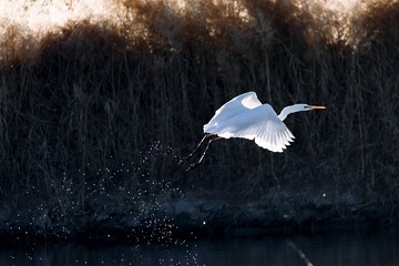 大白鹭3（车鸿军 13309369196 镜头：适马150-600mm f5-6.3 DG OS HSM Sports）