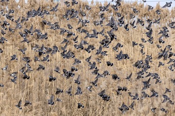 灰椋鸟（车鸿军 13309369196 镜头：适马150-600mm f5-6.3 DG OS HSM Sports）
