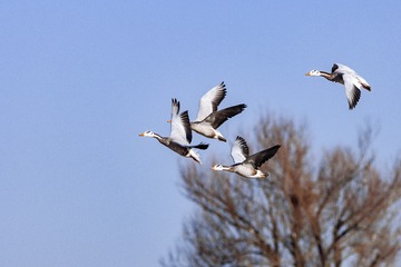 斑头雁（车鸿军 13309369196 镜头：适马150-600mm f5-6.3 DG OS HSM Sports）