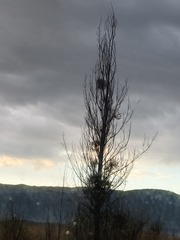 1000027619